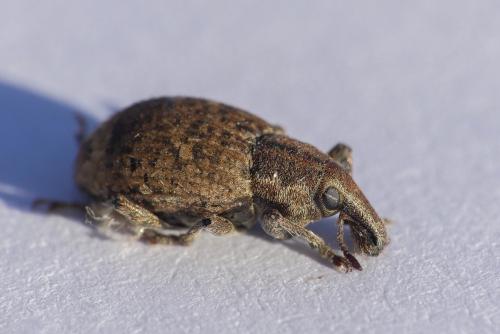 Graptus triguttatus